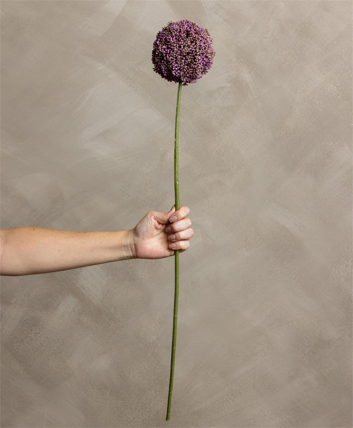 Stem - Allium Lavender
