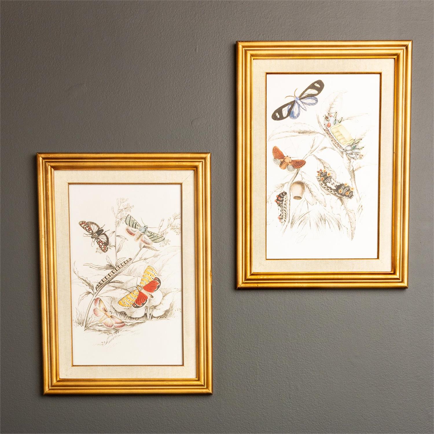Framed Print - Butterfly Life Stages - 2 piece Set