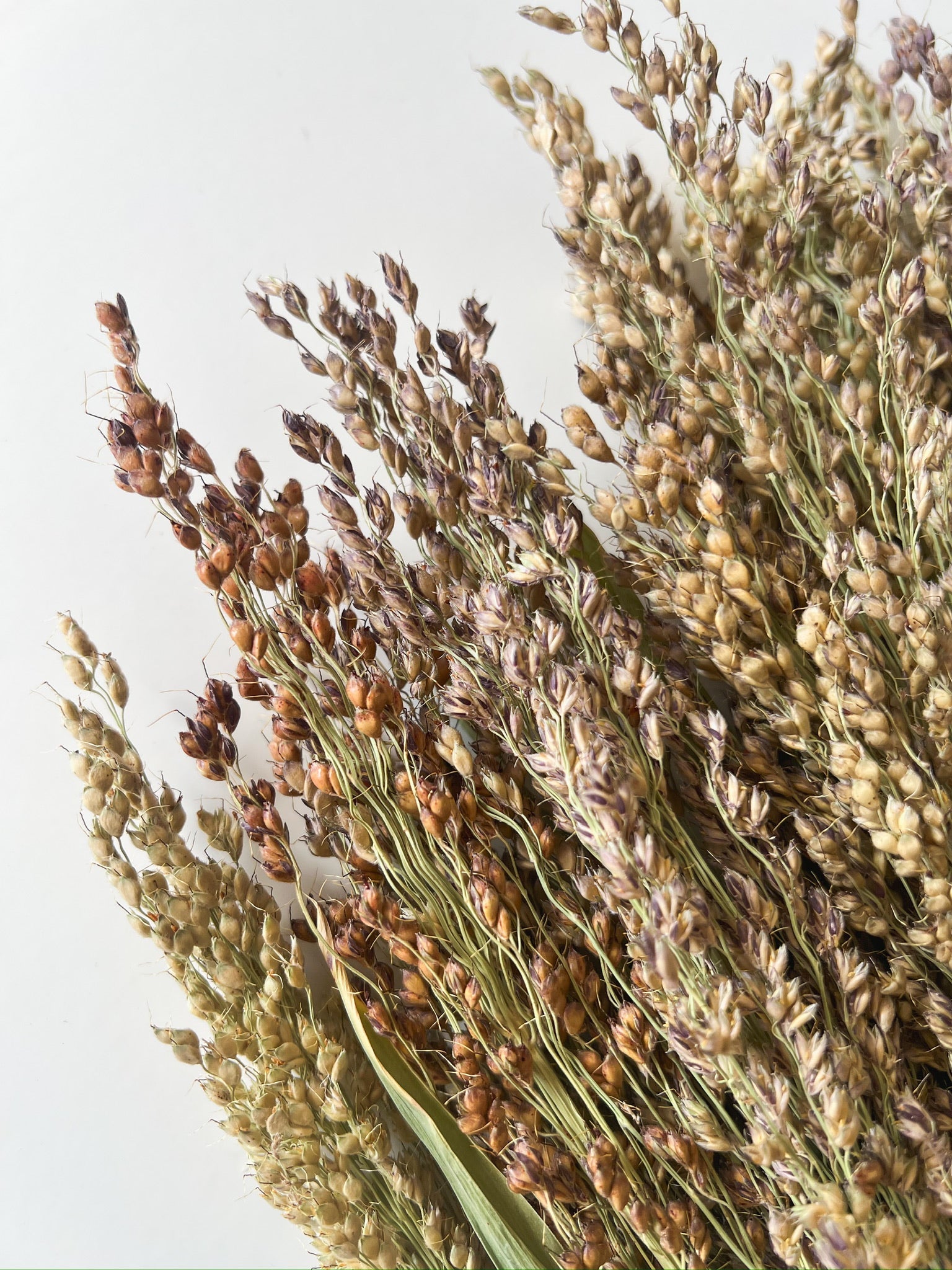 Dried Broomcorn Blonde