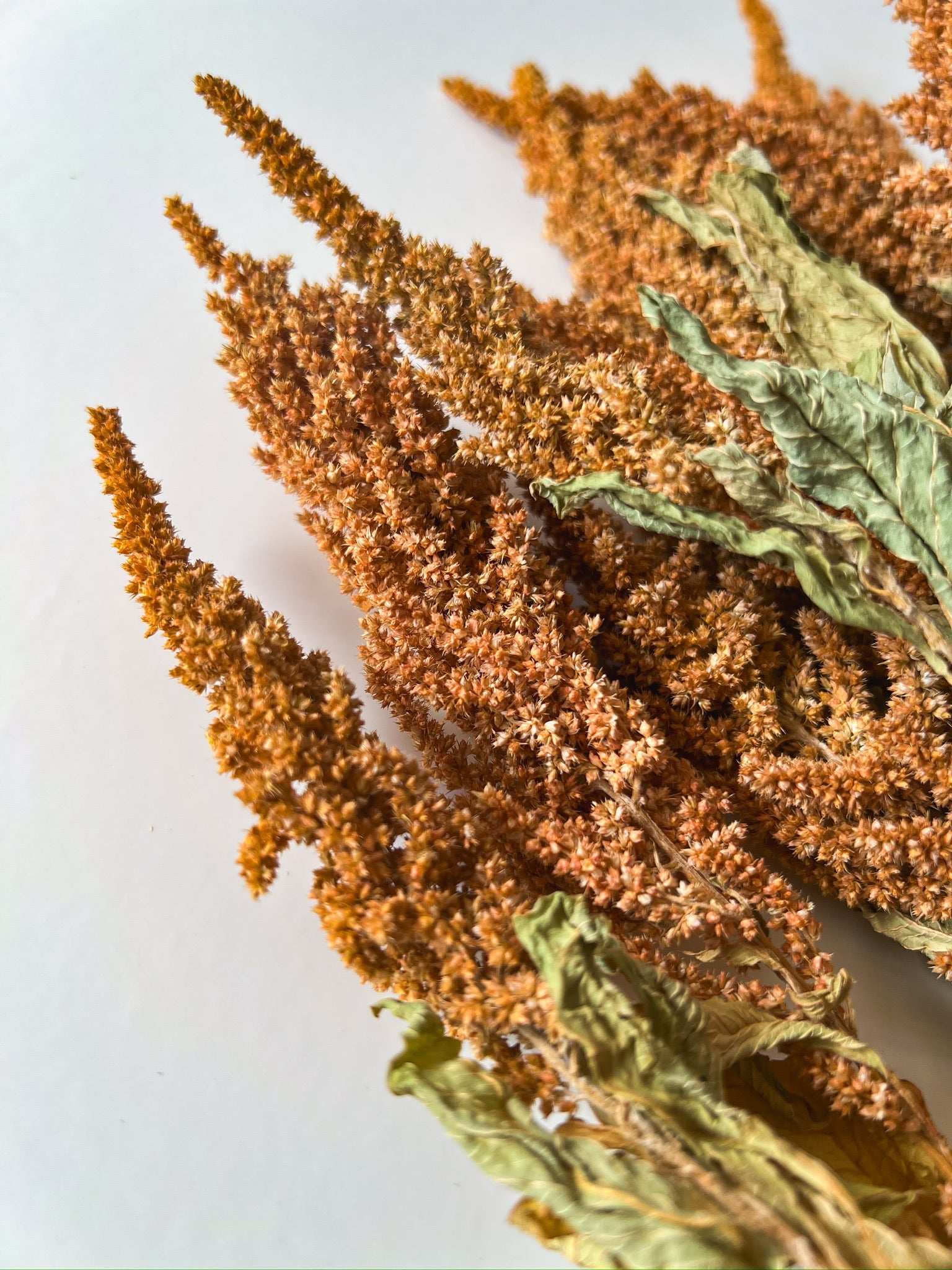 Dried Amaranth Tan