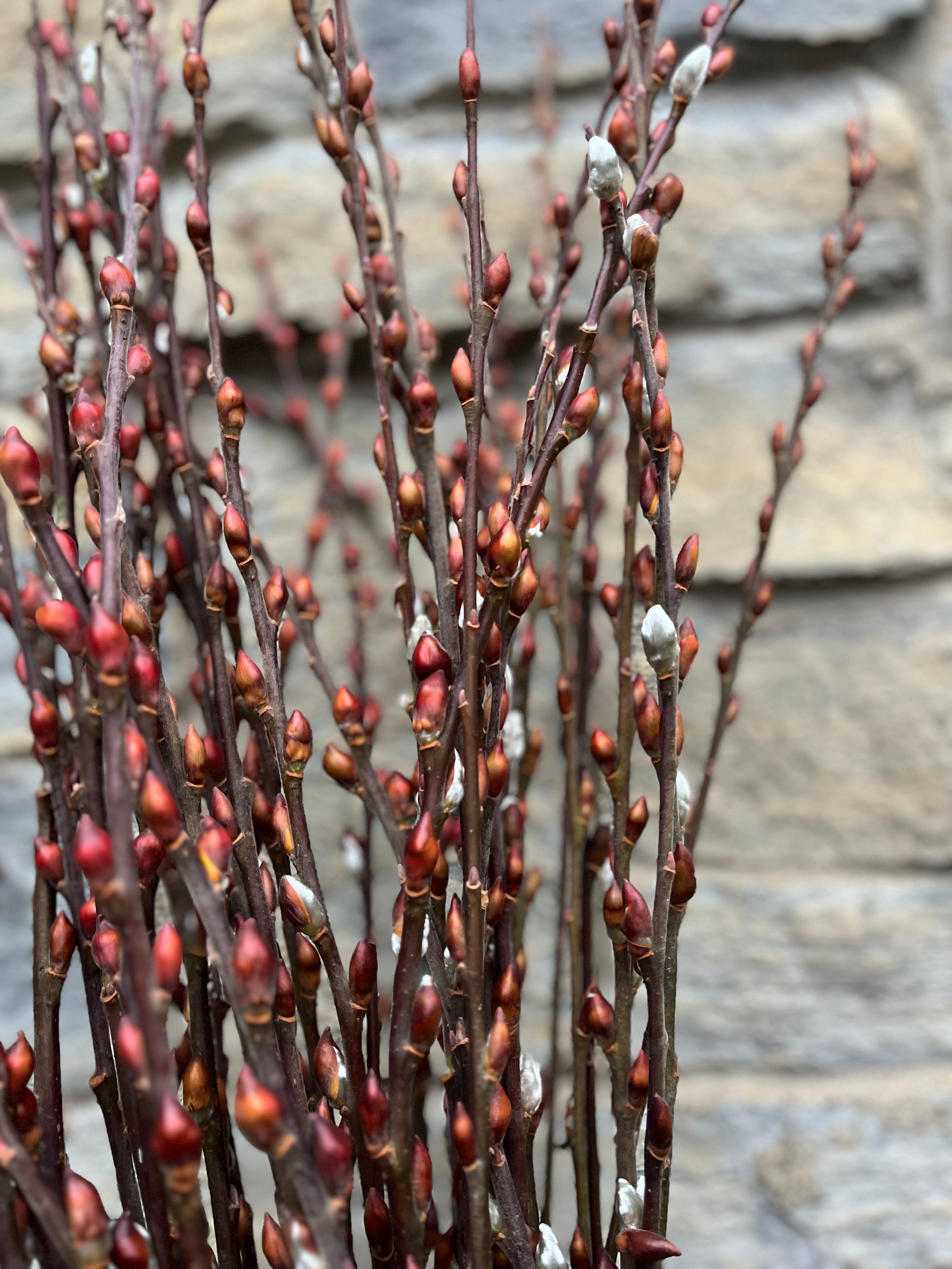 Willow-Red Bud With Shells On