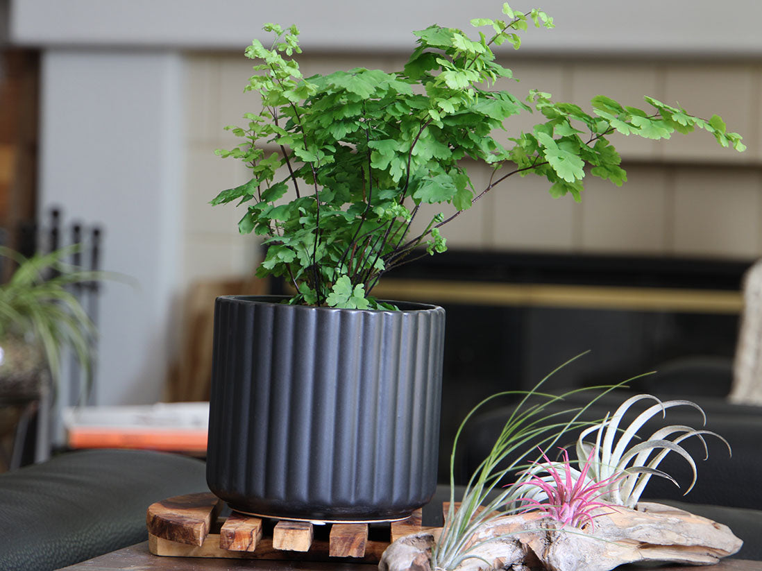 Brush Comb Planter- 5.5" x 5.0" By Plantatorem