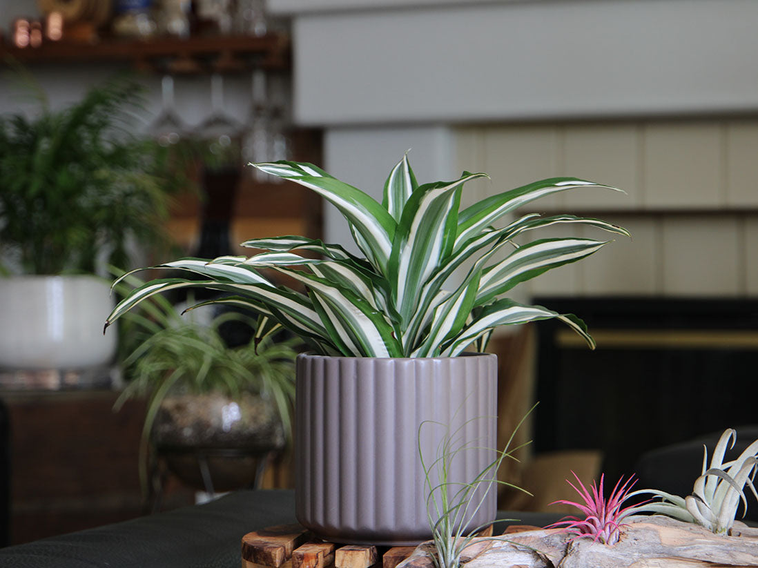 Brush Comb Planter- 8.0" x 8.0" By Plantatorem
