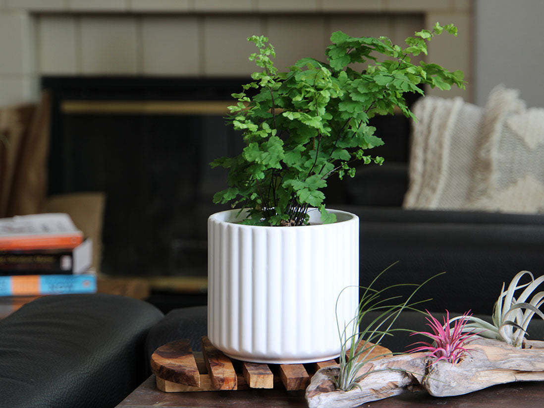 Brush Comb Planter- 6.5" x 6.5" By Plantatorem