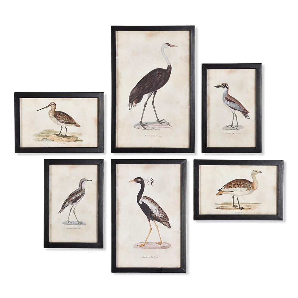 Waterfowl Gallery, Set of 6