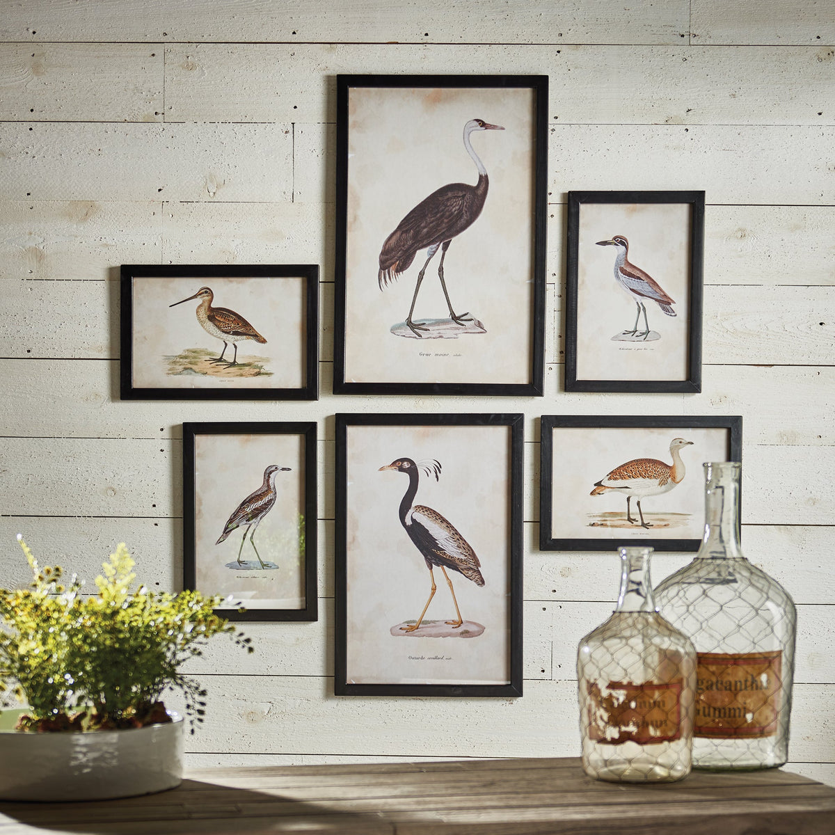 Waterfowl Gallery, Set of 6
