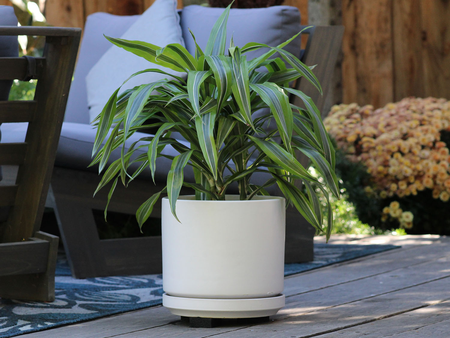 Mid Modern Planter With Detached Saucer "14.0" D x 12.0" H" By Plantatorem