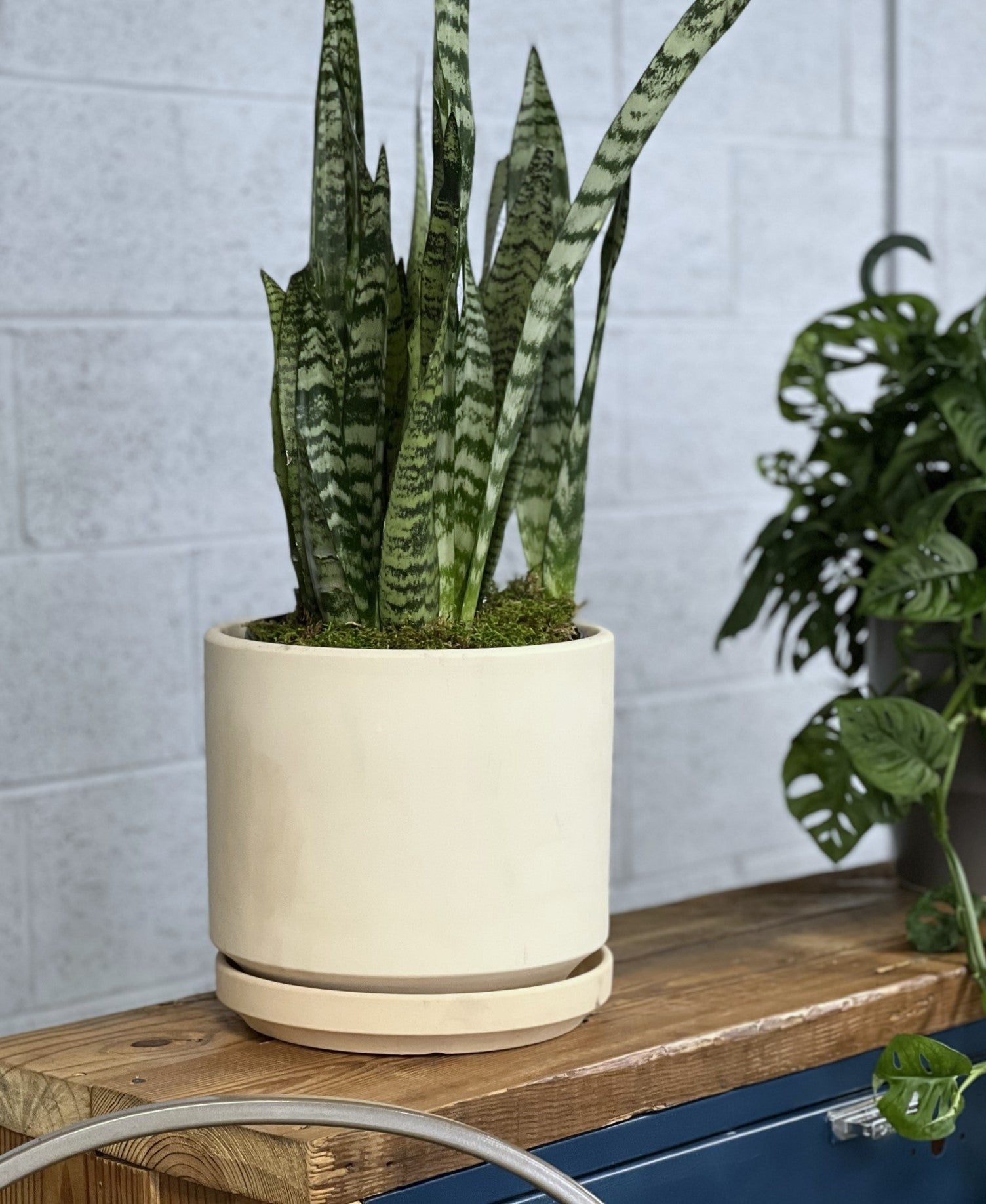Mid Modern Planter With Detached Saucer "14.0" D x 12.0" H" By Plantatorem