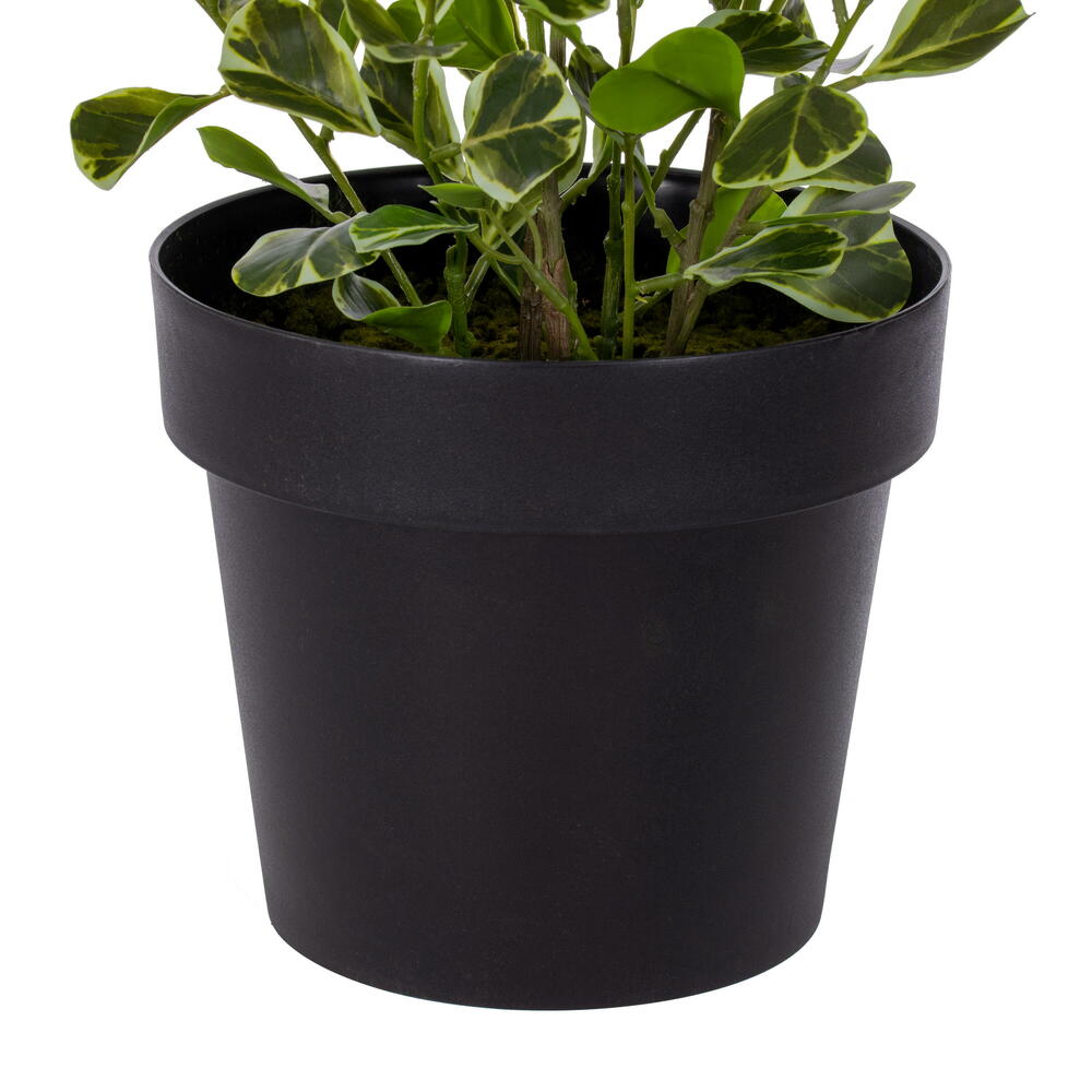 36" Artificial Variegated Triangle Ficus Potted