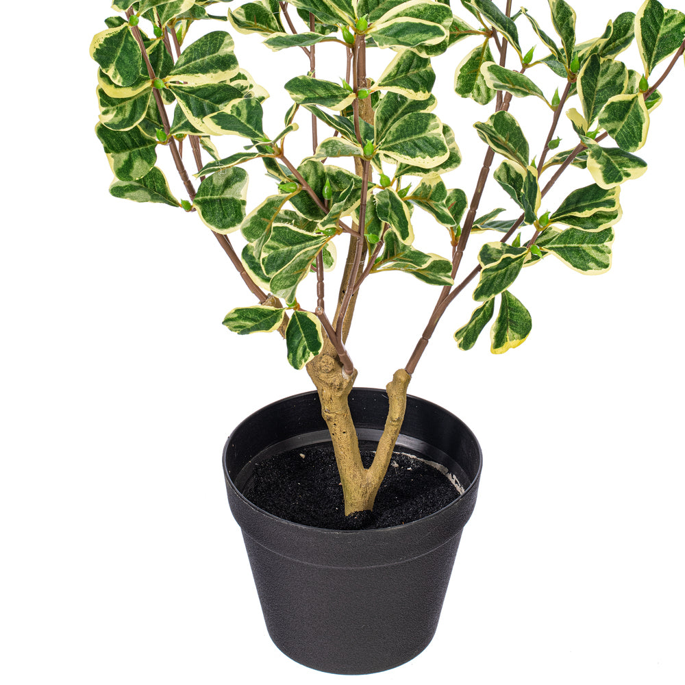 36" Artificial Variegated Triangle Ficus Potted
