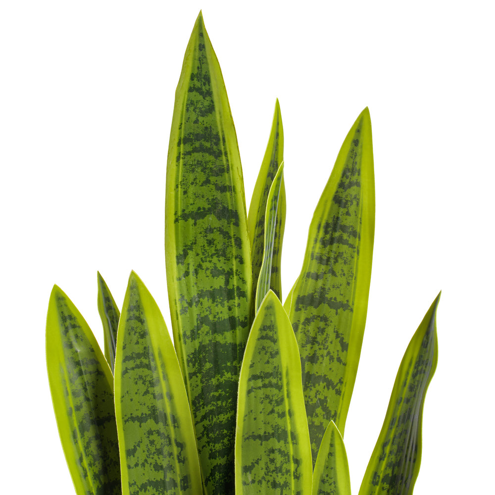 Green Yellow Sansevieria Snake Potted