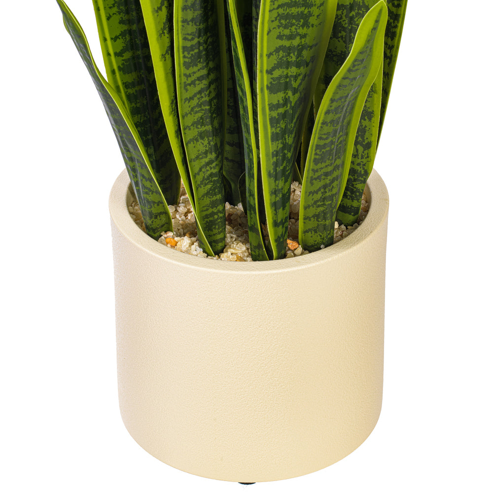 Green Yellow Sansevieria Snake Potted