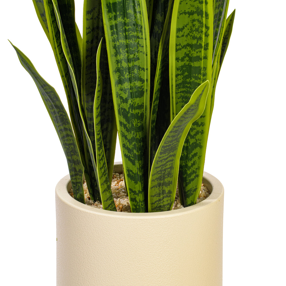 Green Sansevieria Snake Potted