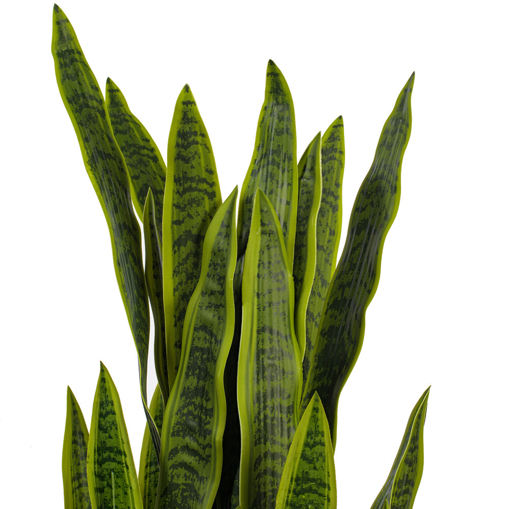 Green Sansevieria Snake Potted