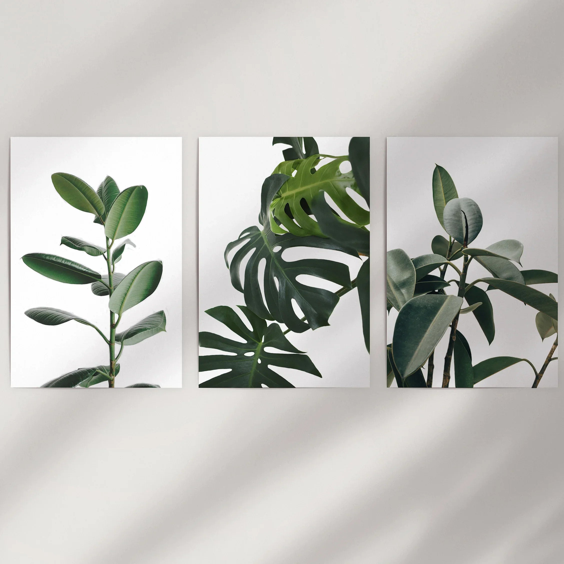 Botanical Set of 3 Prints. Tropical Monstera, Rubber Plant