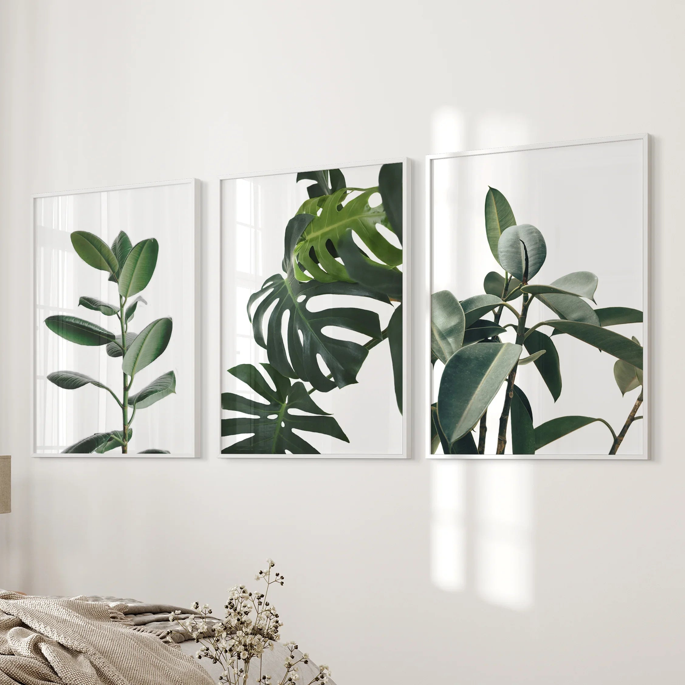 Botanical Set of 3 Prints. Tropical Monstera, Rubber Plant