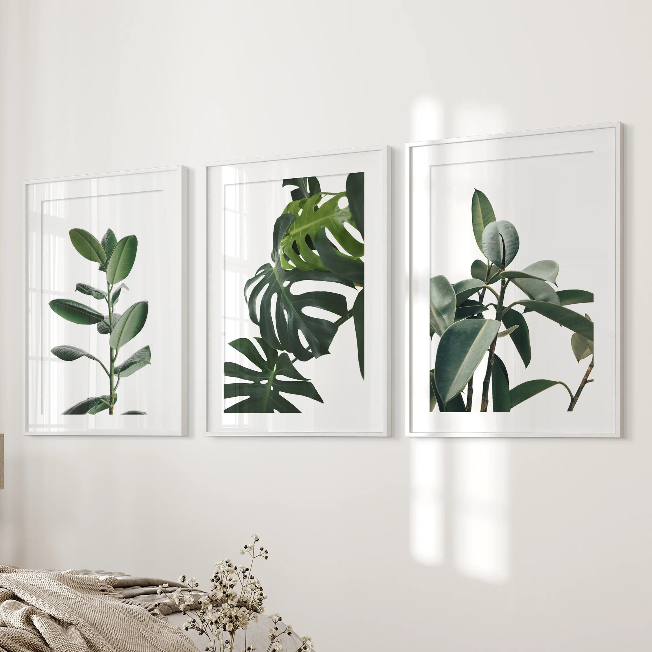 Botanical Set of 3 Prints. Tropical Monstera, Rubber Plant