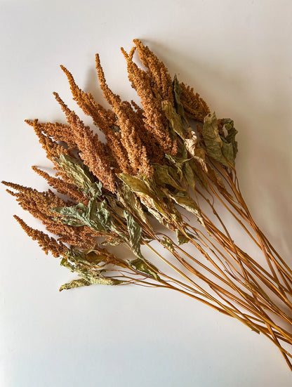 Dried Amaranth Tan