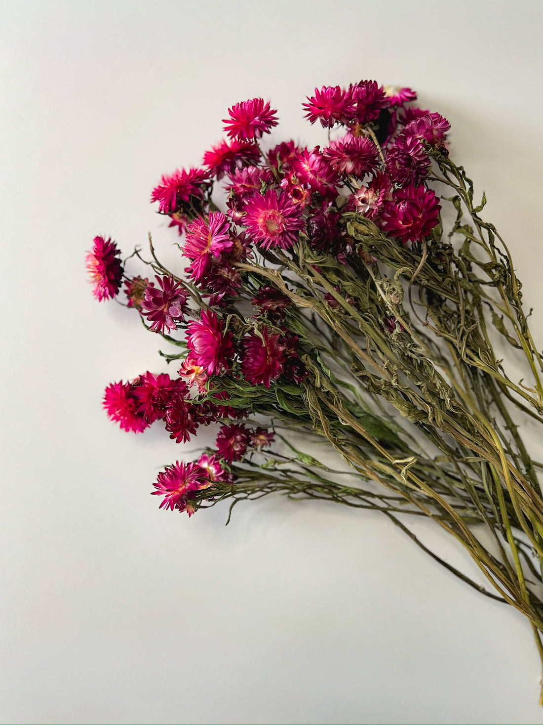 Dried Strawflower Burgundy