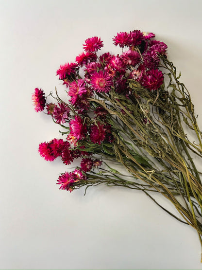 Dried Strawflower Burgundy