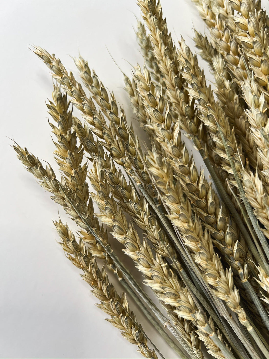 Dried Wheat