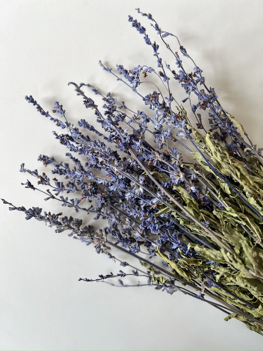 Dried Salvia