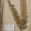 Pressed Botanical Wall Decor - Boston Fern