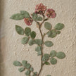 Pressed Botanical Wall Decor - Japanese Rose