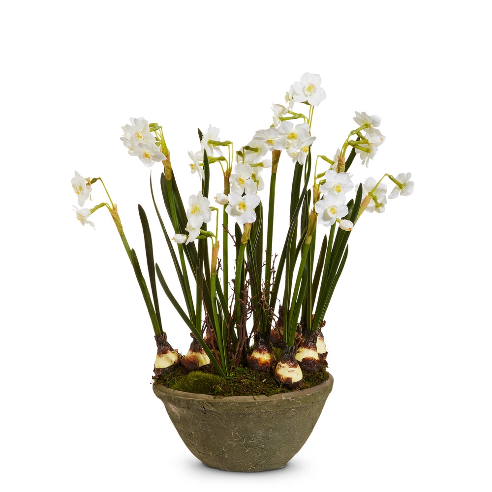 15" Potted Paperwhites