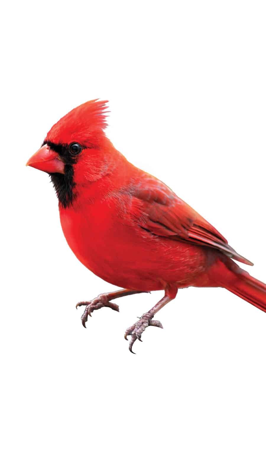Cardinal- Signature Sign Icon