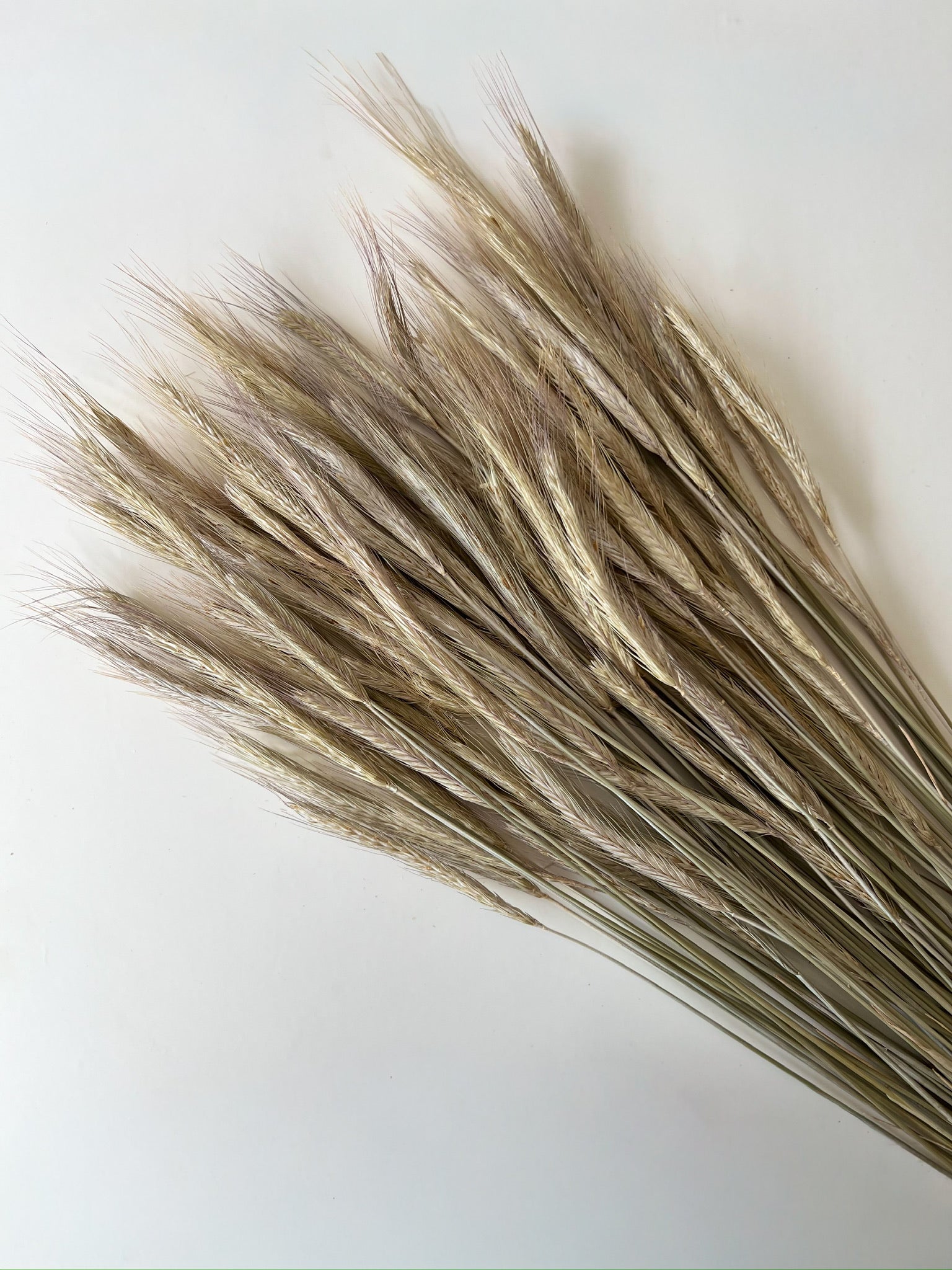 Dried Rye