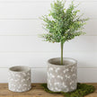 DRAGONFLY EMBOSSED CEMENT PLANTERS