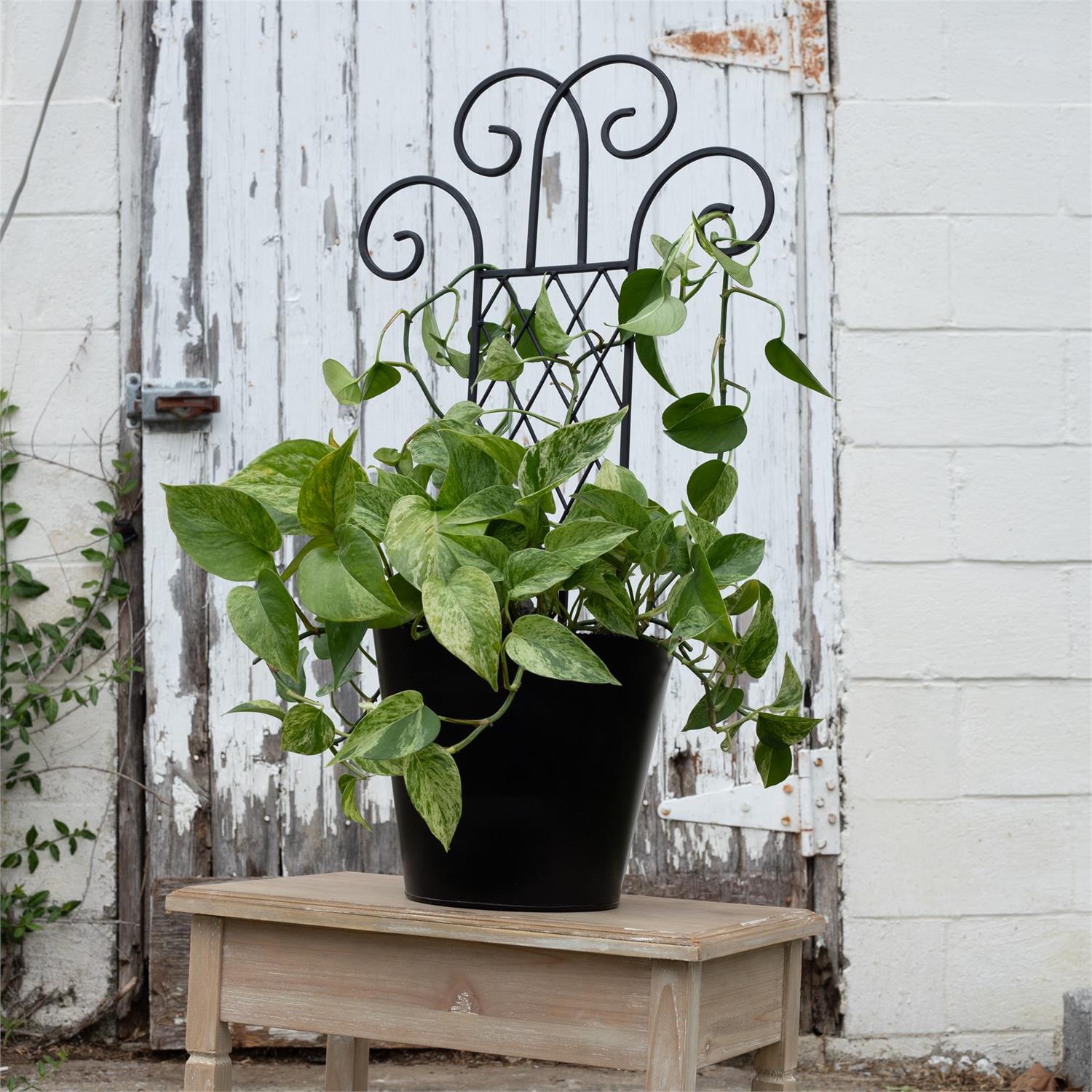 Black Flourish Pot Trellis