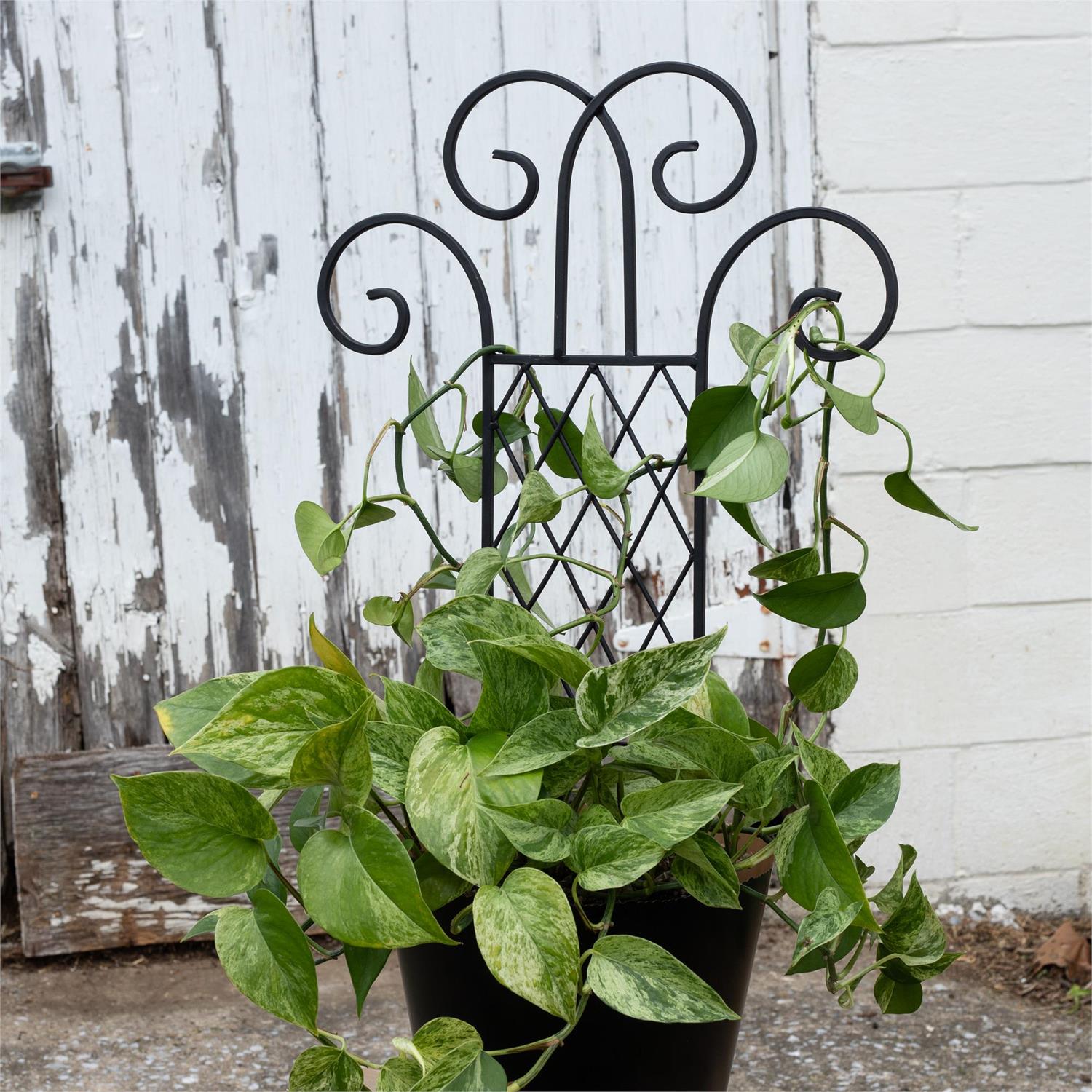 Black Flourish Pot Trellis