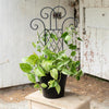 Black Flourish Pot Trellis