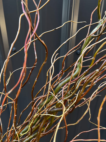 Curly Willow Bunch - Green