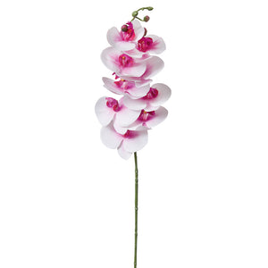 Moon Orchid Stem - Box of 4