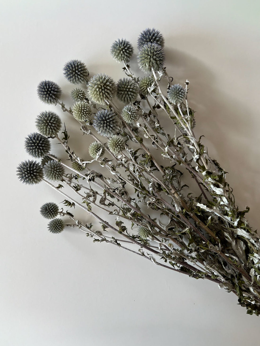 Dried Echinops