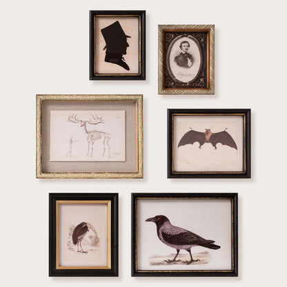Gallery Wall - Midnight Curiosity
