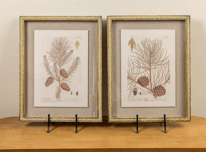Framed Prints - Spruce and Pinecones Sketch