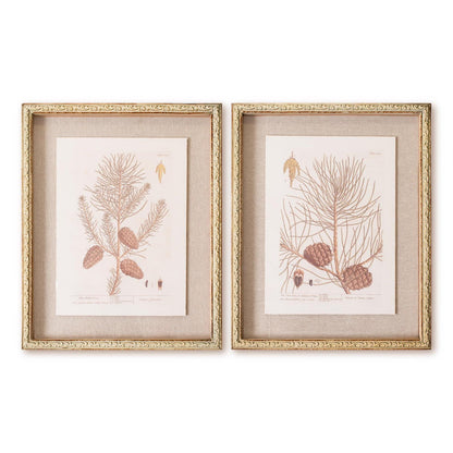 Framed Prints - Spruce and Pinecones Sketch