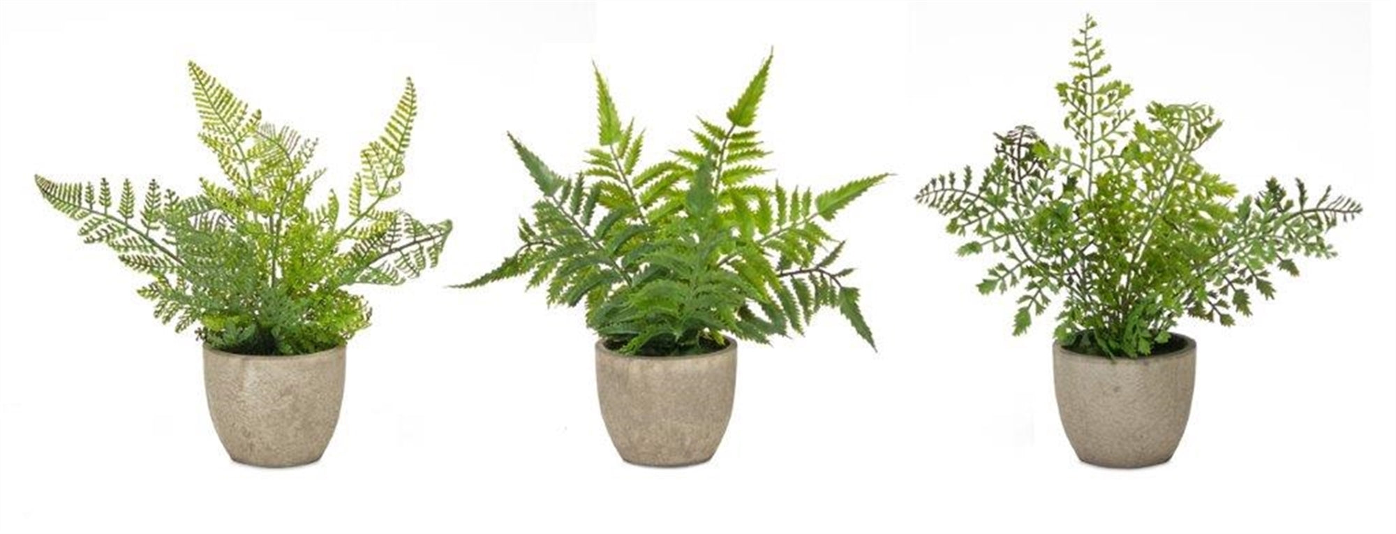 Potted Ferns (Set of 3)