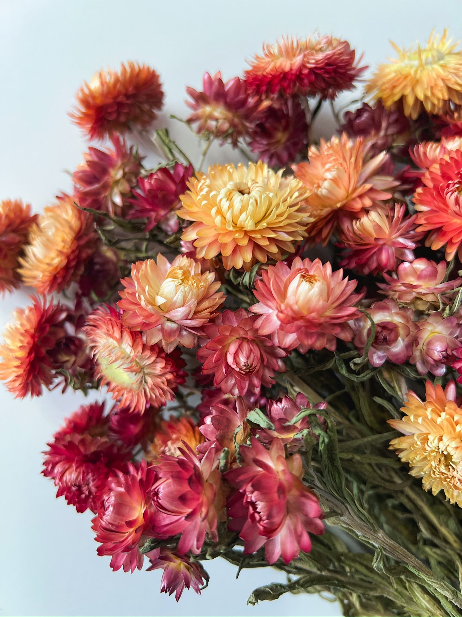 Dried Strawflower Apricot