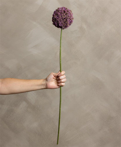 Stem - Allium Lavender