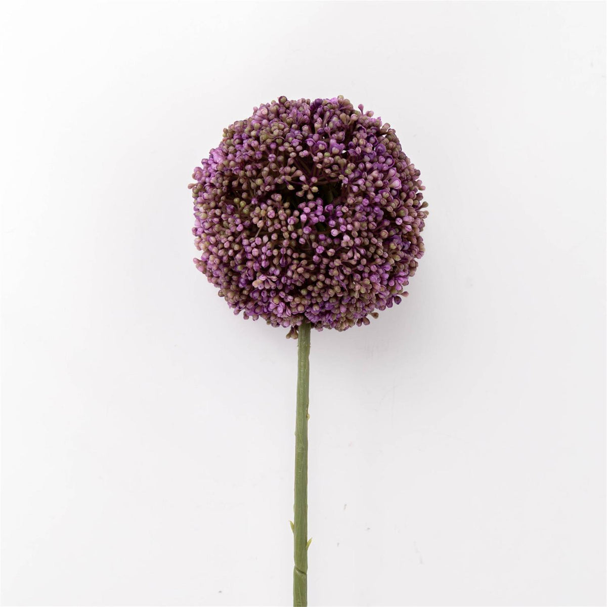 Stem - Allium Lavender