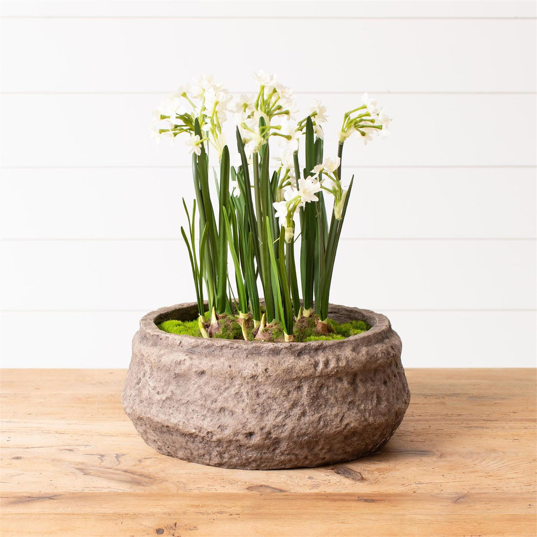 Planter - Shallow Rustic Textured Cement
