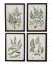 Framed Prints - Ferns