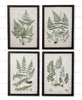 Framed Prints - Ferns