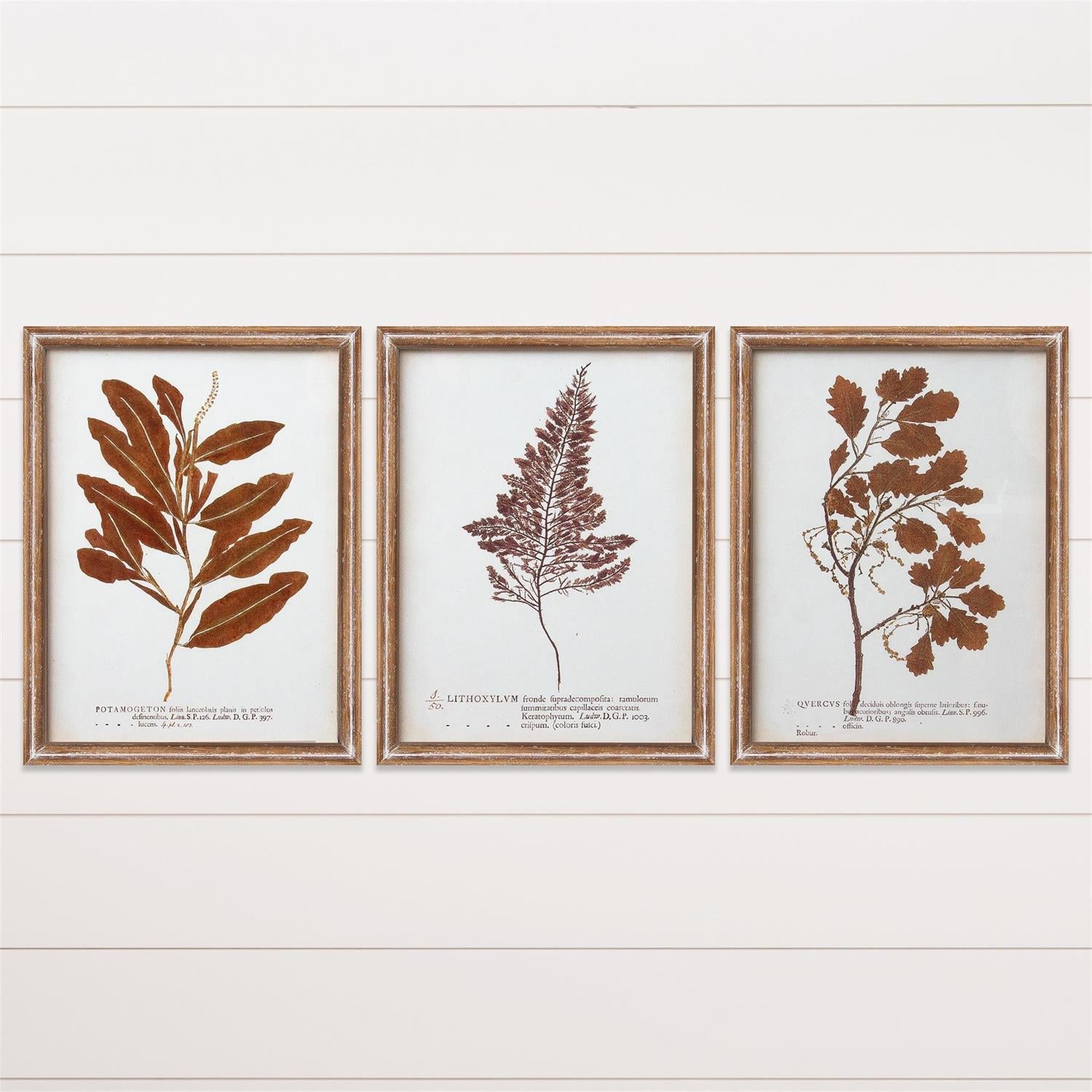 FRAMED PRINTS - LEAVES