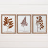 FRAMED PRINTS - LEAVES